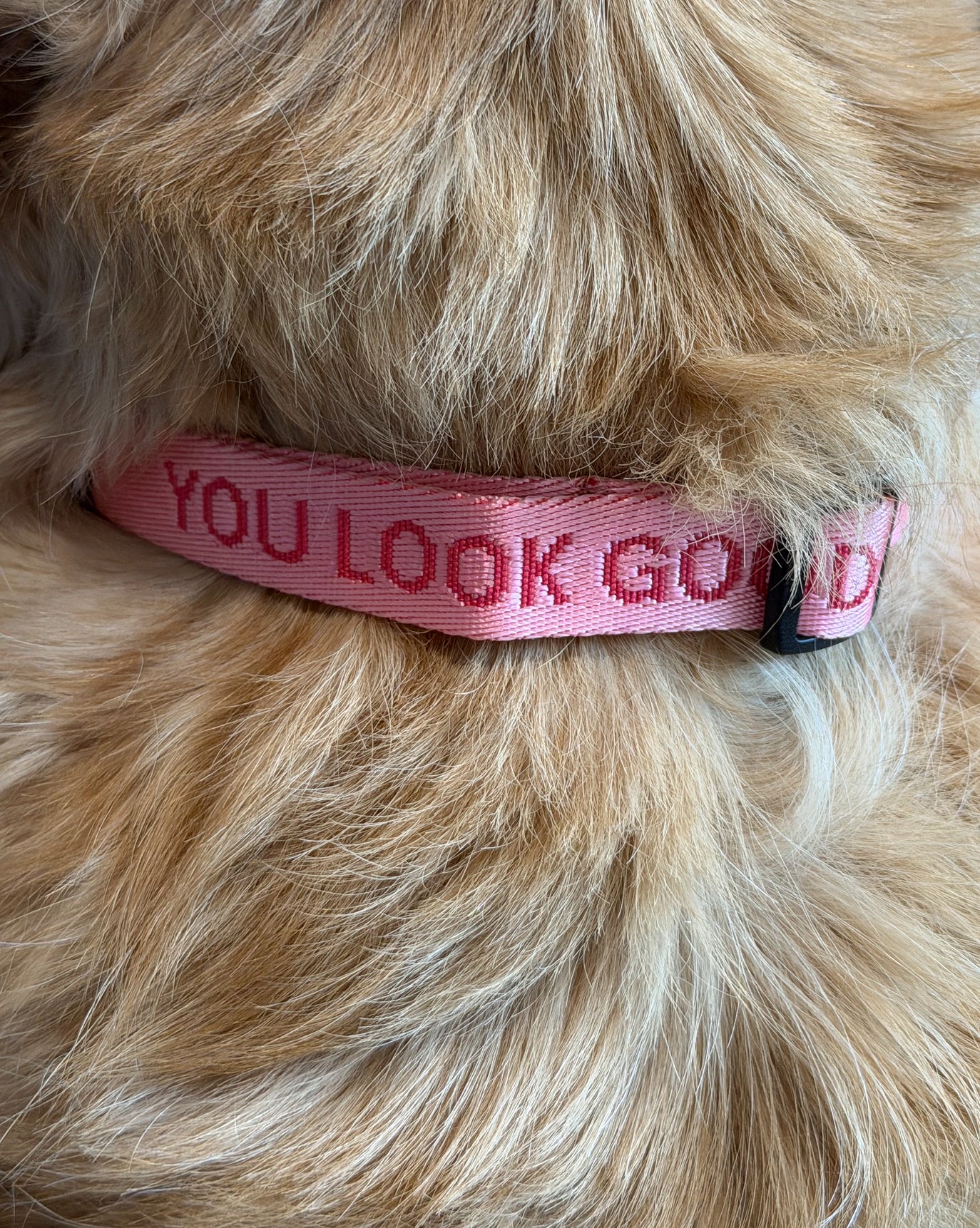 You Look Good Collar - Image 4