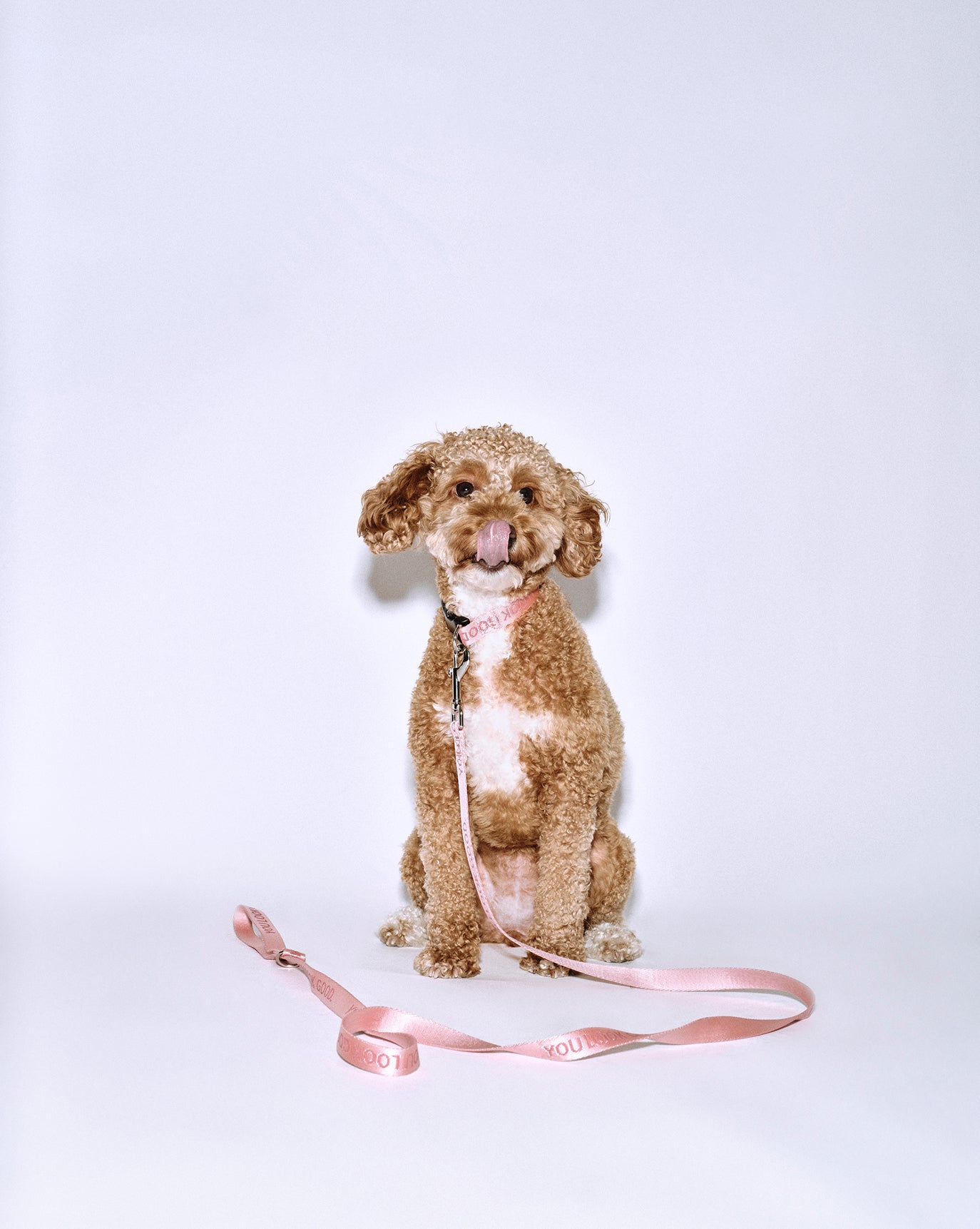 You Look Good Leash - Image 6
