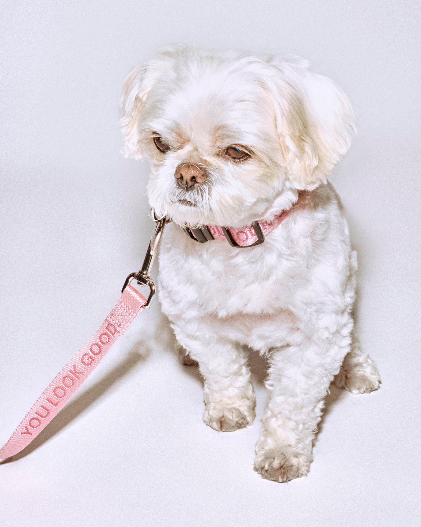 You Look Good Leash - Image 8