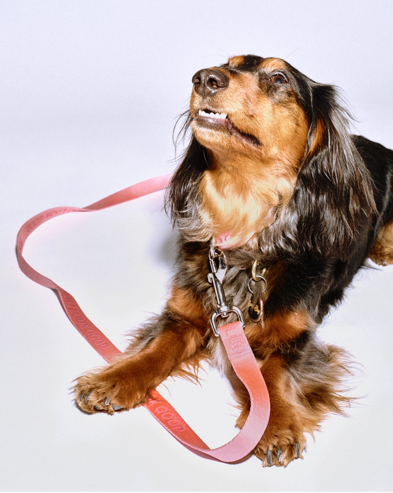 You Look Good Leash - Image 9